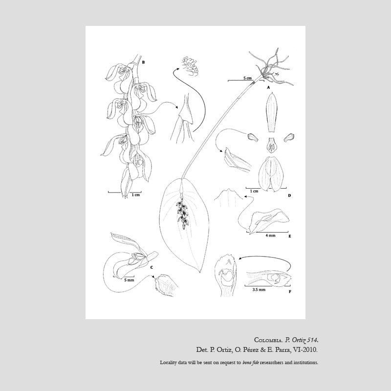 Acianthera adeodata